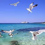 Lisica Гостевой дом Петрчане