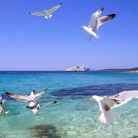 Lisica Πανσιόν Petrcane