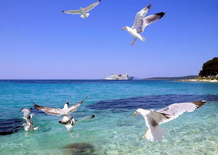 Lisica Pensionat Petrcane